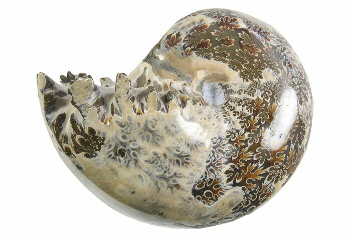 Polished Ammonite (Phylloceras) Fossil - Madagascar #297094